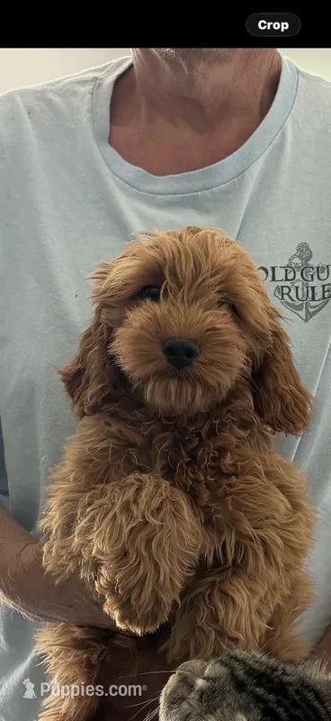 Jill – Miniature Goldendoodle puppy for sale in Los Angeles, CA