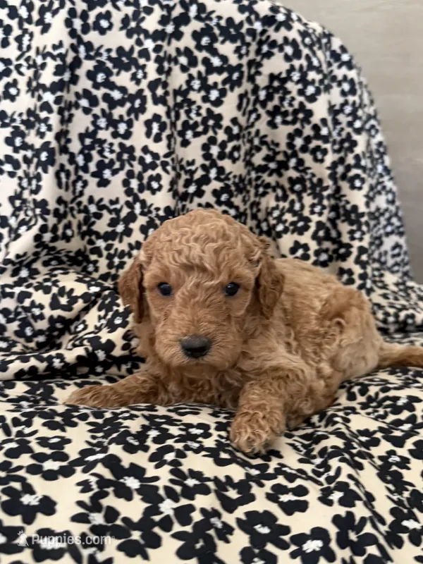 Baby – Miniature Goldendoodle puppy for sale in Los Angeles, CA