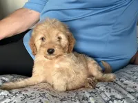 Small 13-15 lbs., a female Miniature Goldendoodle for sale in Los Angeles, CA – 1 of 4