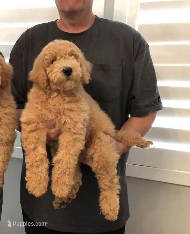 Brother  – Miniature Goldendoodle puppy for sale in Los Angeles, CA