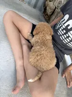 Medium, a female Goldendoodle for sale in Los Angeles, CA – 5 of 5