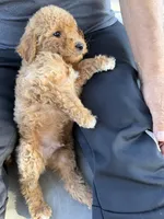 Goldendoodle, a male Goldendoodle for sale in Los Angeles, CA – 3 of 3