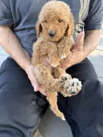 Goldendoodle, a male Goldendoodle for sale in Los Angeles, CA – 2 of 3