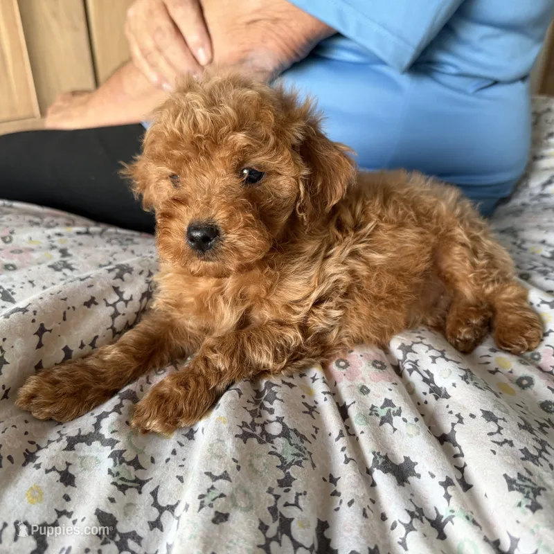 Josh – Goldendoodle puppy for sale in Los Angeles, CA