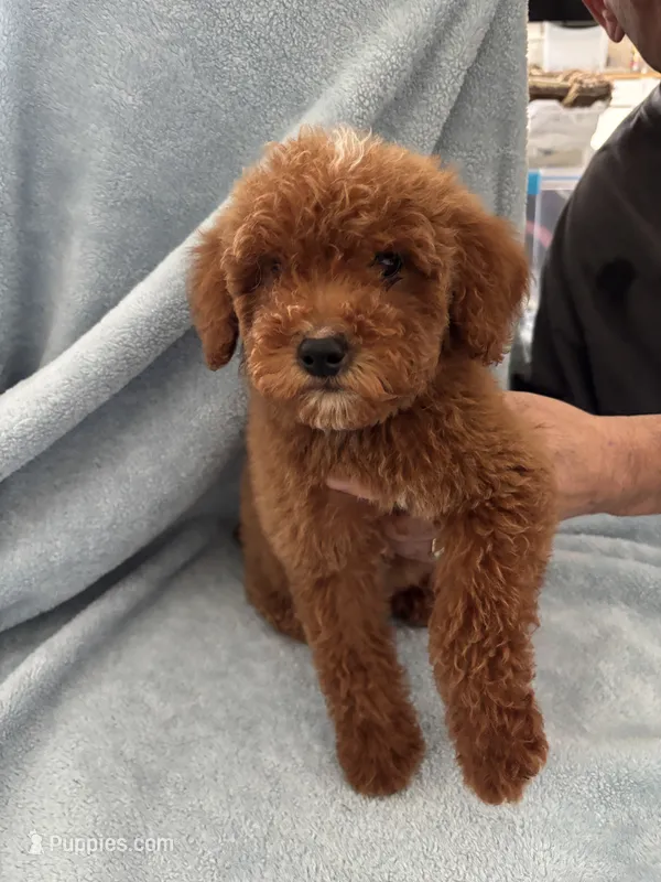 Goldendoodle* – Goldendoodle puppy for sale in Los Angeles, CA