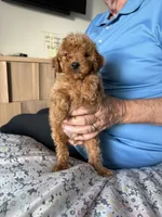Toy/Petite 10-14 lbs., a male Miniature Goldendoodle for sale in Los Angeles, CA – 2 of 5