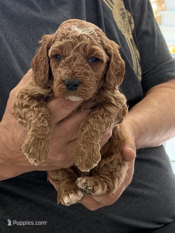 Micro-Mini 20-30 lbs. – Miniature Goldendoodle puppy for sale in Los Angeles, CA