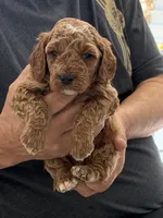 Micro-Mini 20-30 lbs., a female Miniature Goldendoodle for sale in Los Angeles, CA – 1 of 1