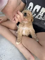 Medium, a female Goldendoodle for sale in Los Angeles, CA – 3 of 5