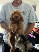 Jill, a female Miniature Goldendoodle for sale in Los Angeles, CA – 2 of 5