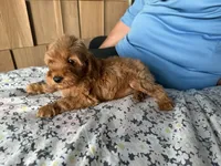 Toy/Petite 10-14 lbs. , a female Miniature Goldendoodle for sale in Los Angeles, CA – 5 of 5