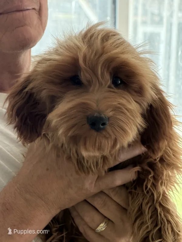Jack – Miniature Goldendoodle puppy for sale in Los Angeles, CA