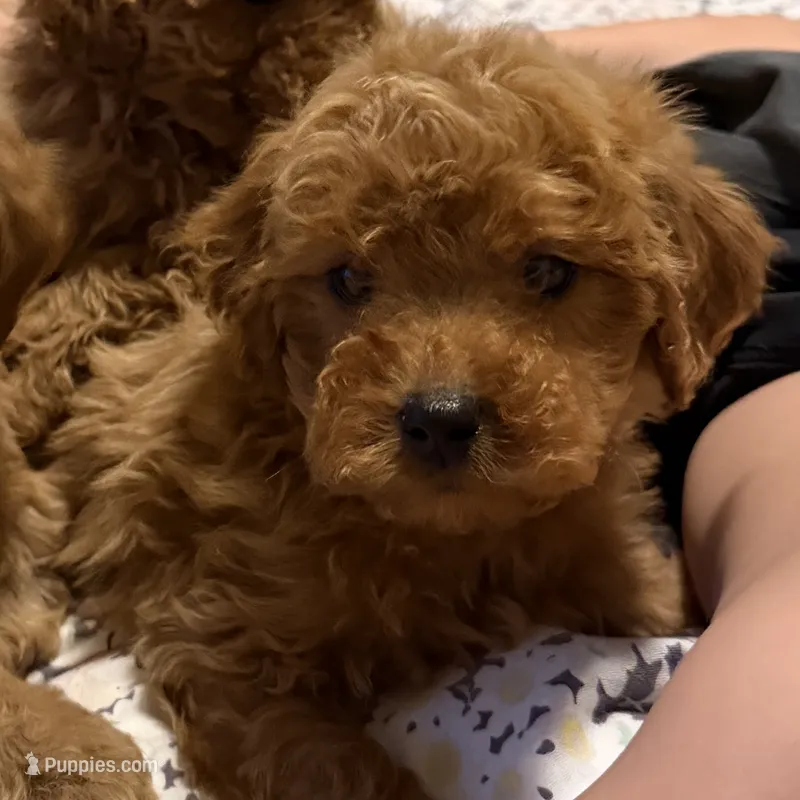 Rose – Goldendoodle puppy for sale in Los Angeles, CA