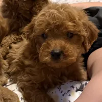 Rose, a female Goldendoodle for sale in Los Angeles, CA – 1 of 1