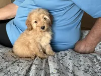 Small 13-15 lbs., a female Miniature Goldendoodle for sale in Los Angeles, CA – 2 of 4