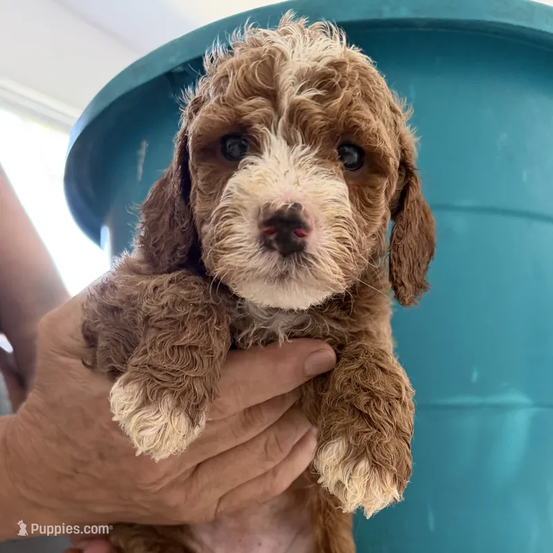 Beth – Goldendoodle puppy for sale in Los Angeles, CA