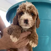 Beth, a female Goldendoodle for sale in Los Angeles, CA – 1 of 4