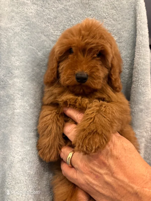 Josh – Miniature Goldendoodle puppy for sale in Los Angeles, CA