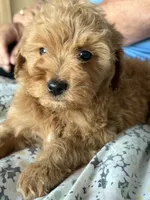 Toy size 10-13 lbs., a male Miniature Goldendoodle for sale in Los Angeles, CA – 3 of 5