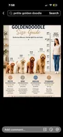 Petite/Toy Size , a female Miniature Goldendoodle for sale in Los Angeles, CA – 2 of 3