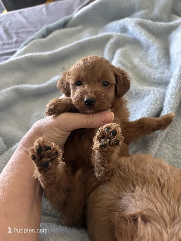 Toy/Mini boy  – Miniature Goldendoodle puppy for sale in Los Angeles, CA