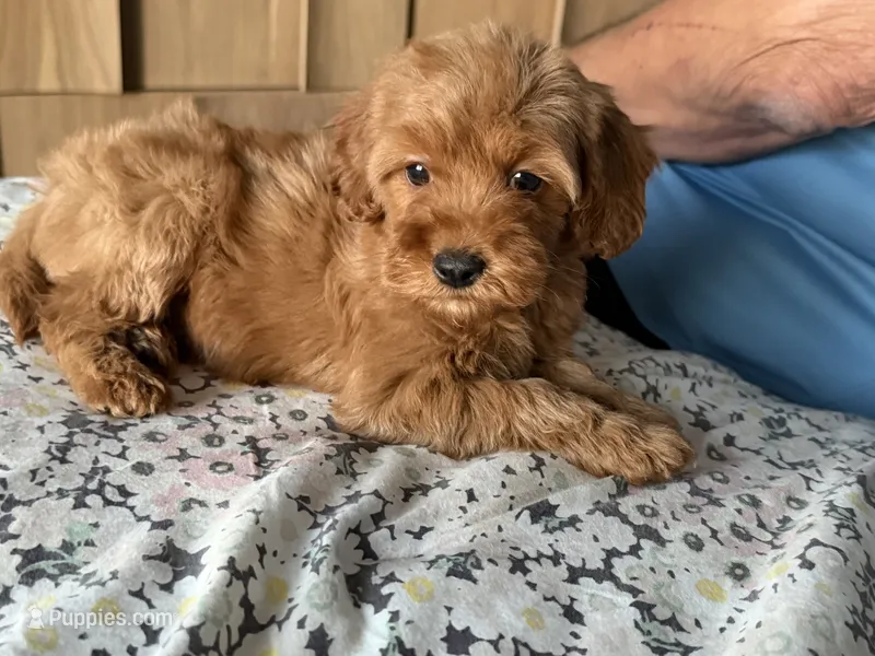 Toy/Petite 10-14 lbs.  – Miniature Goldendoodle puppy for sale in Los Angeles, CA