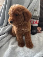 Large 50-60 lbs., a male Goldendoodle for sale in Los Angeles, CA – 3 of 3