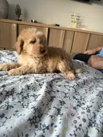 Small 13-15 lbs., a female Miniature Goldendoodle for sale in Los Angeles, CA – 4 of 4