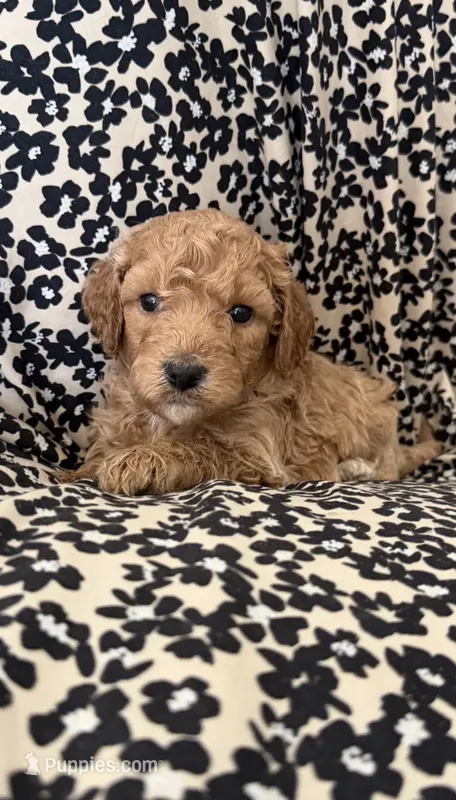 Baby-girl – Miniature Goldendoodle puppy for sale in Los Angeles, CA