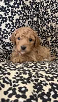 Baby-girl, a female Miniature Goldendoodle for sale in Los Angeles, CA – 1 of 2