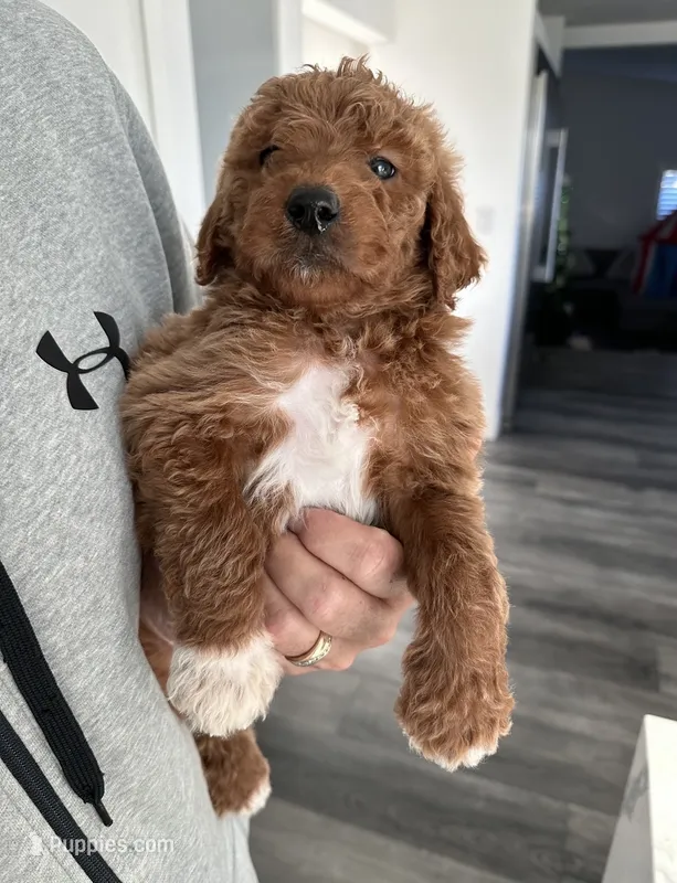 Duke – Goldendoodle puppy for sale in Los Angeles, CA