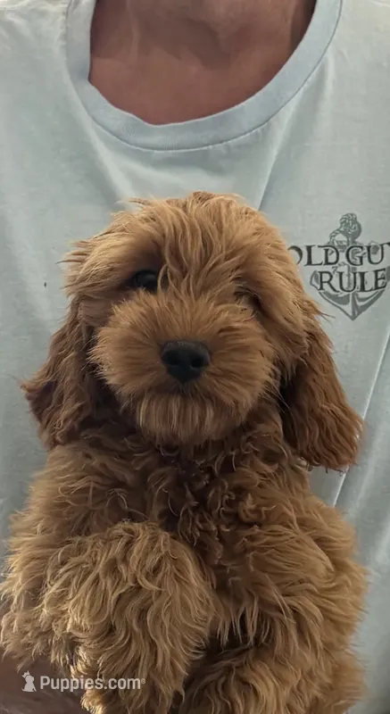 Jill – Miniature Goldendoodle puppy for sale in Los Angeles, CA