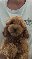 Jill, a female Miniature Goldendoodle for sale in Los Angeles, CA – 1 of 5