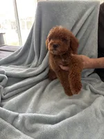 Medium, a male Goldendoodle for sale in Los Angeles, CA – 2 of 4