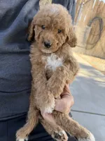 Goldendoodle, a male Goldendoodle for sale in Los Angeles, CA – 2 of 2