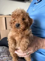 Toy/Petite 10-14 lbs., a male Miniature Goldendoodle for sale in Los Angeles, CA – 3 of 5
