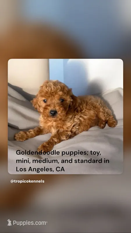 Johnny  – Miniature Goldendoodle puppy for sale in Los Angeles, CA
