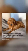 Johnny , a male Miniature Goldendoodle for sale in Los Angeles, CA – 1 of 1