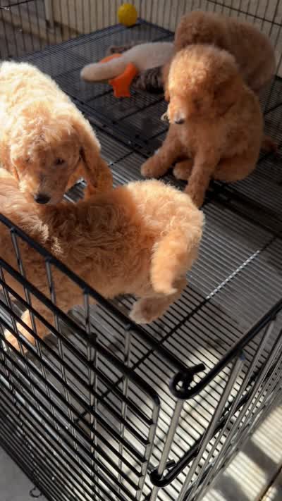 Baby, a female Miniature Goldendoodle for sale in Los Angeles, CA – 2 of 2
