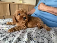 Toy/Petite 10-14 lbs. , a female Miniature Goldendoodle for sale in Los Angeles, CA – 4 of 5
