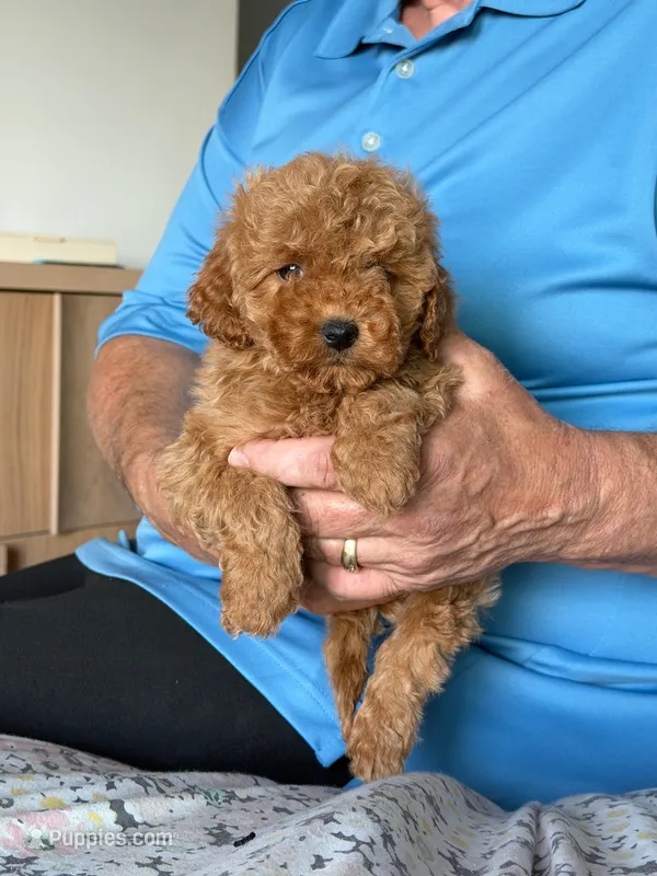 Micro-Mini Petite – Miniature Goldendoodle puppy for sale in Los Angeles, CA