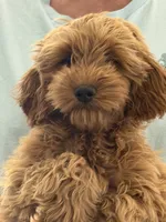 Jill, a female Miniature Goldendoodle for sale in Los Angeles, CA – 3 of 5