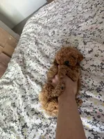 Toy/Petite 10-14 lbs., a male Miniature Goldendoodle for sale in Los Angeles, CA – 5 of 5