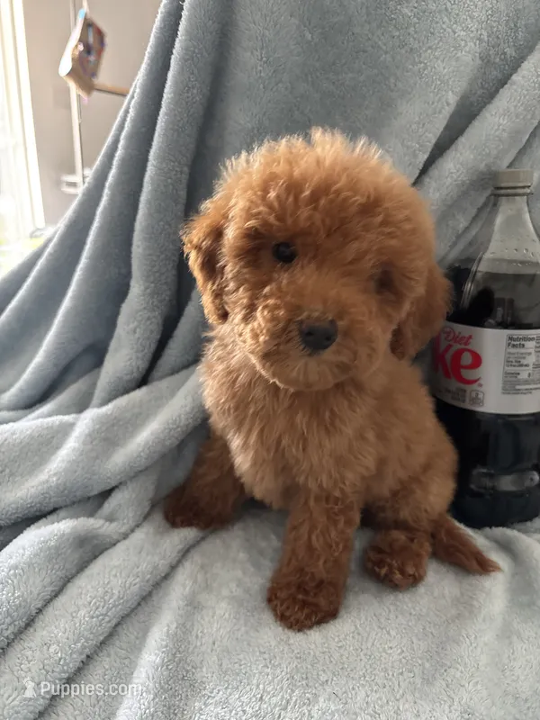Mini & Medium Size – Miniature Goldendoodle puppy for sale in Los Angeles, CA