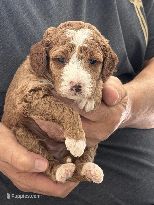 Goldendoodle 20-30 lbs.* – Miniature Goldendoodle puppy for sale in Los Angeles, CA