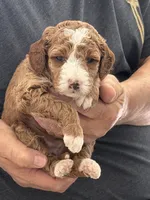 Micro-Mini 20-30 lbs., a female Miniature Goldendoodle for sale in Los Angeles, CA – 1 of 1
