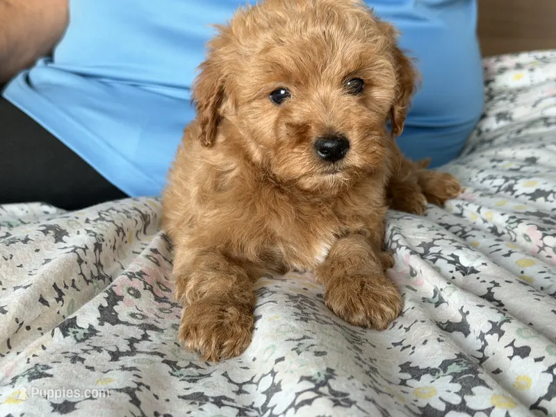 Goldendoodle Toy/Petite 10-15 lbs.* – Miniature Goldendoodle puppy for sale in Los Angeles, CA