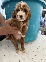 Beth, a female Goldendoodle for sale in Los Angeles, CA – 2 of 4