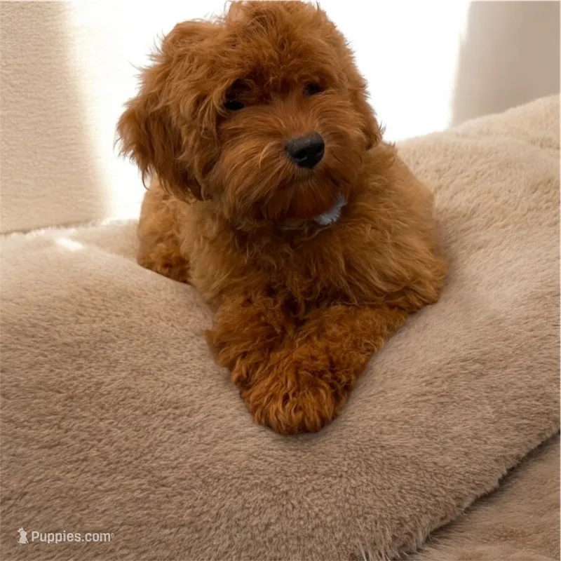 Petite/Toy Size – Miniature Goldendoodle puppy for sale in Los Angeles, CA