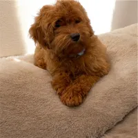 Petite/Toy Size, a male Miniature Goldendoodle for sale in Los Angeles, CA – 1 of 3